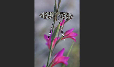 Fadenhaft spec. (Nemoptera bipennis)