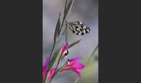 Fadenhaft spec. (Nemoptera bipennis)