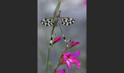 Fadenhaft spec. (Nemoptera bipennis)