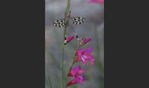 Fadenhaft spec. (Nemoptera bipennis)