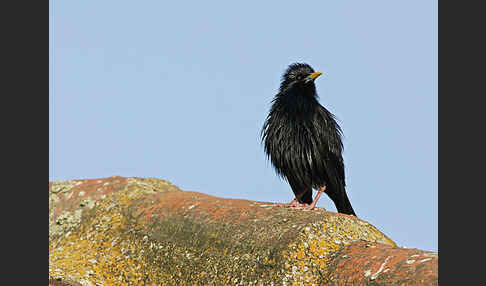 Einfarbstar (Sturnus unicolor)