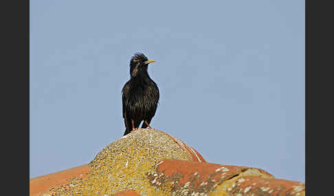 Einfarbstar (Sturnus unicolor)