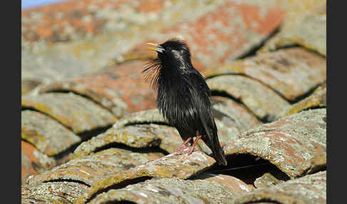 Einfarbstar (Sturnus unicolor)