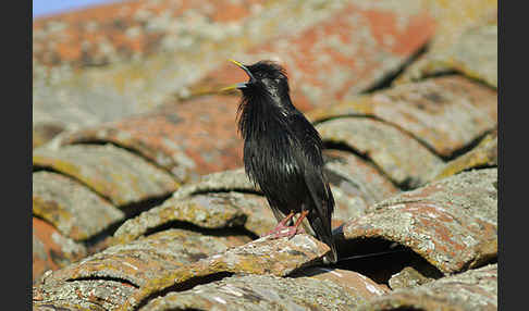 Einfarbstar (Sturnus unicolor)