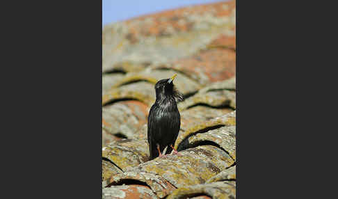 Einfarbstar (Sturnus unicolor)