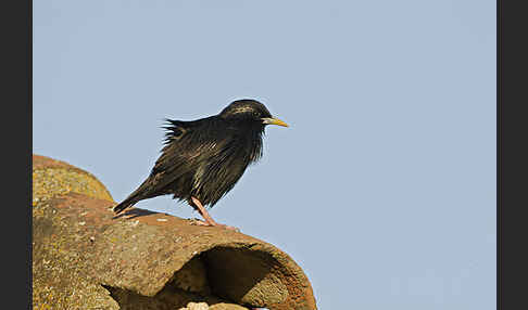 Einfarbstar (Sturnus unicolor)