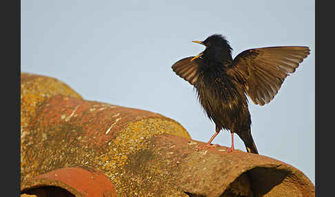 Einfarbstar (Sturnus unicolor)