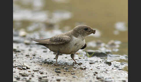 Felsenschwalbe (Ptyonoprogne rupestris)