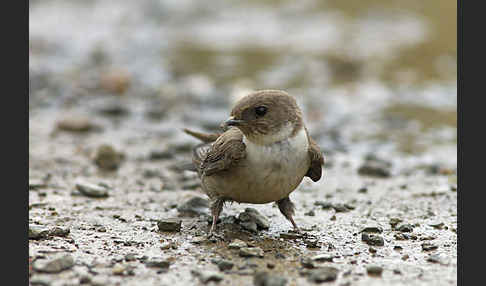 Felsenschwalbe (Ptyonoprogne rupestris)