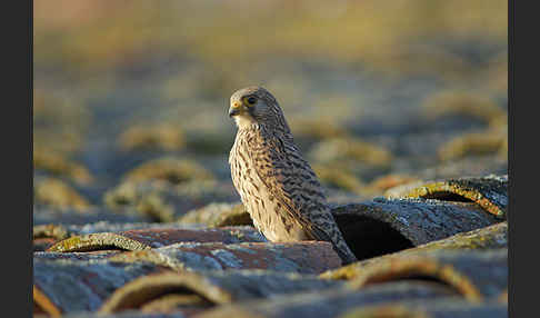 Rötelfalke (Falco naumanni)