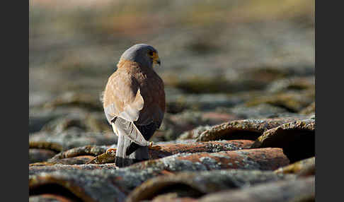 Rötelfalke (Falco naumanni)