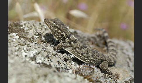 Mauergecko (Tarentola mauretanica)