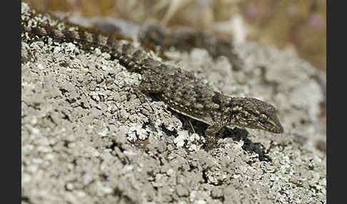 Mauergecko (Tarentola mauretanica)