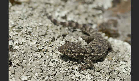 Mauergecko (Tarentola mauretanica)