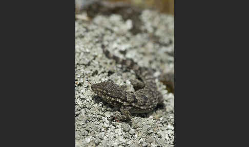 Mauergecko (Tarentola mauretanica)