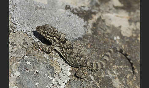 Mauergecko (Tarentola mauretanica)