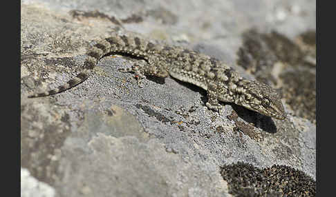 Mauergecko (Tarentola mauretanica)