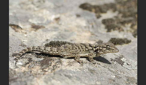 Mauergecko (Tarentola mauretanica)