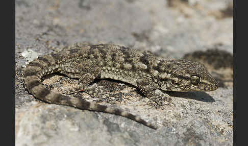 Mauergecko (Tarentola mauretanica)