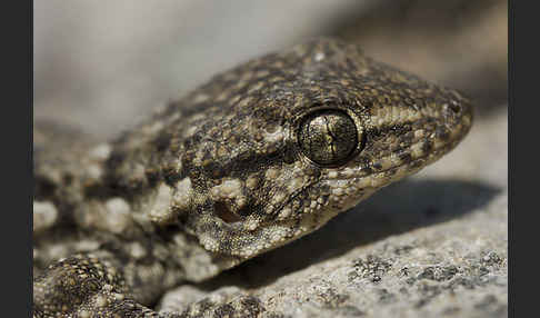 Mauergecko (Tarentola mauretanica)