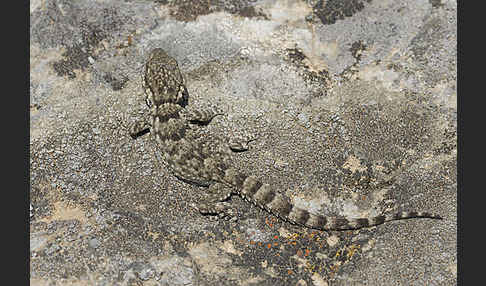 Mauergecko (Tarentola mauretanica)