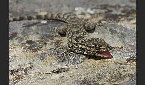 Mauergecko (Tarentola mauretanica)