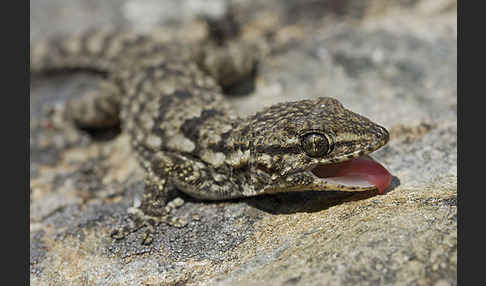 Mauergecko (Tarentola mauretanica)