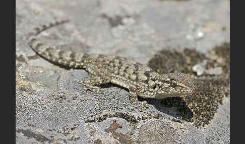 Mauergecko (Tarentola mauretanica)