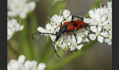 Bockkäfer spec. (Nustera distigma)