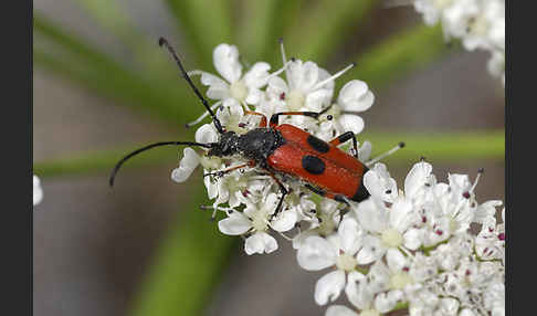 Bockkäfer spec. (Nustera distigma)