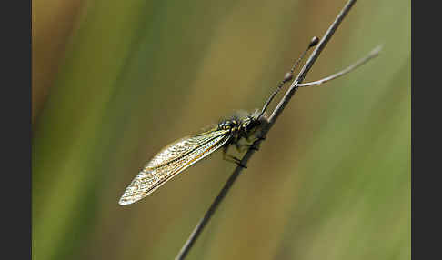 Schmetterlingshaft spec. (Libelloides baeticus)