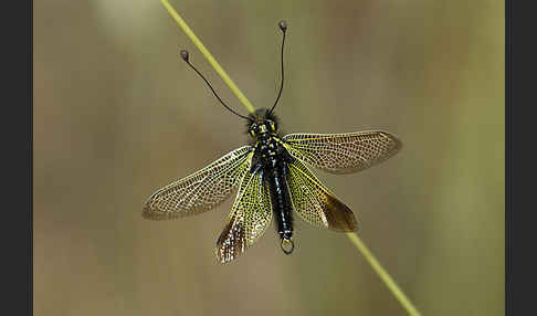 Schmetterlingshaft spec. (Libelloides baeticus)