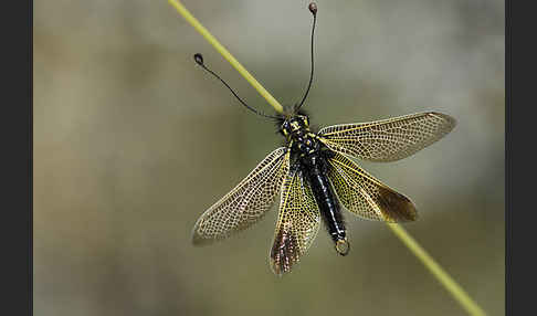 Schmetterlingshaft spec. (Libelloides baeticus)