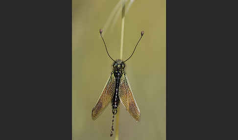 Schmetterlingshaft spec. (Libelloides baeticus)