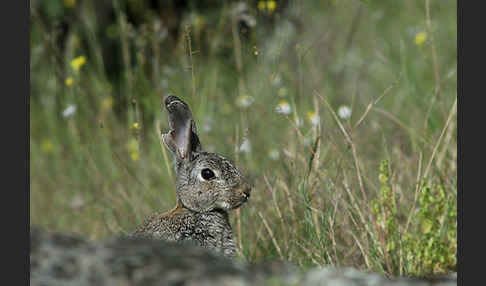 Wildkaninchen (Oryctolagus cuniculus)