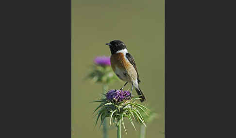 Schwarzkehlchen (Saxicola torquata)