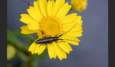 Weißstreifiger Distelbock (Agapanthia cardui)