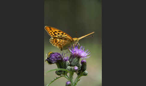 Kaisermantel (Argynnis paphia)