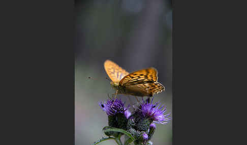 Kaisermantel (Argynnis paphia)