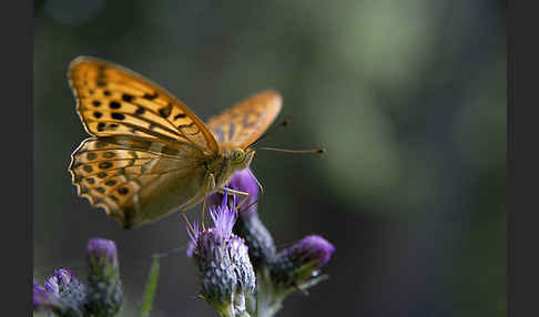 Kaisermantel (Argynnis paphia)