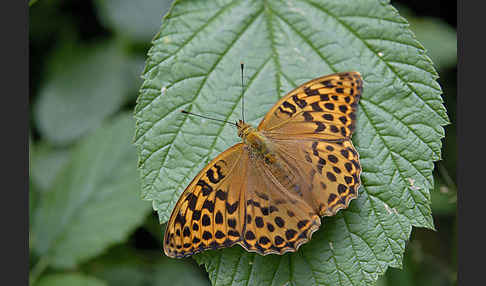 Kaisermantel (Argynnis paphia)