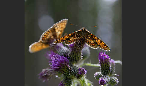 Wachtelweizen-Scheckenfalter (Melitaea athalia)