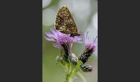 Wachtelweizen-Scheckenfalter (Melitaea athalia)