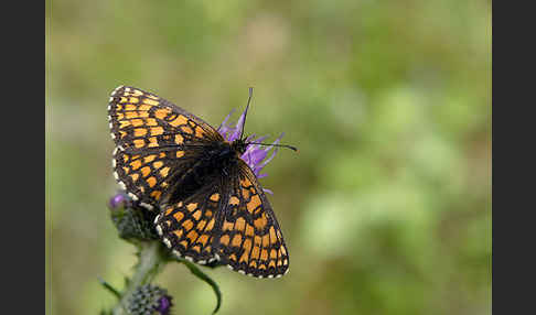 Wachtelweizen-Scheckenfalter (Melitaea athalia)