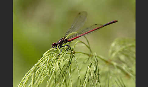 Frühe Adonislibelle (Pyrrhosoma nymphula)