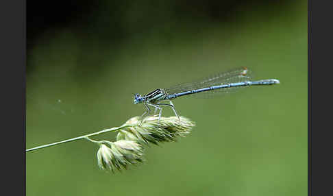 Federlibelle (Platycnemis pennipes)