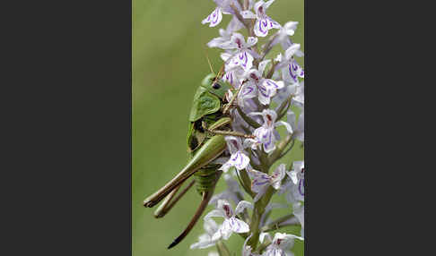 Warzenbeißer (Decticus verrucivorus)