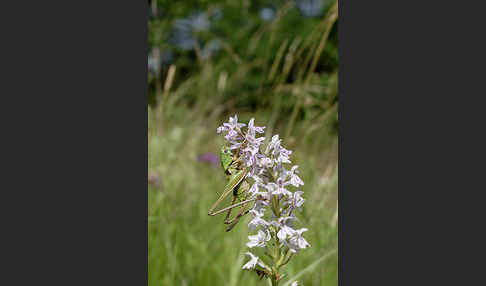 Warzenbeißer (Decticus verrucivorus)