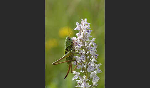 Warzenbeißer (Decticus verrucivorus)