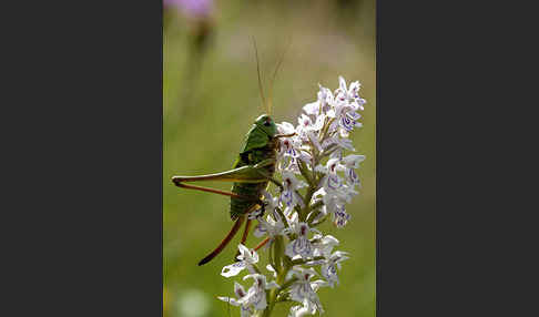 Warzenbeißer (Decticus verrucivorus)